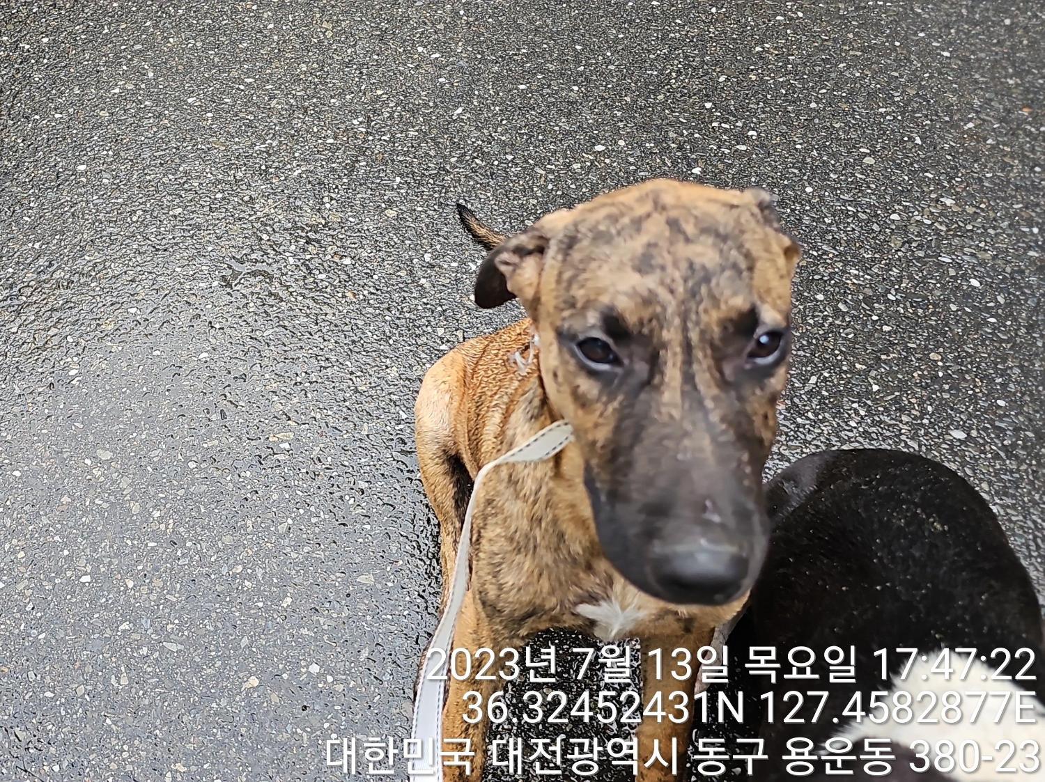대전동물보호센터_430364202300225